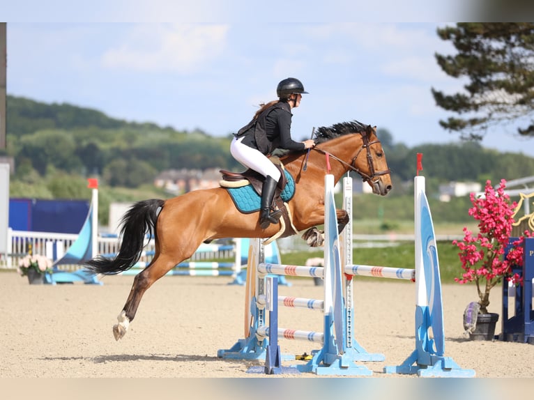 Poney Français de selle Hongre 9 Ans 149 cm Bai in Bagneux