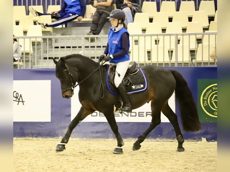 Poney Français de selle Inconnu 5 Ans  in Saint Andre En Bresse