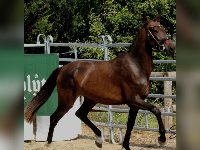 Poney Français de selle Inconnu 5 Ans  in Saint Andre En Bresse