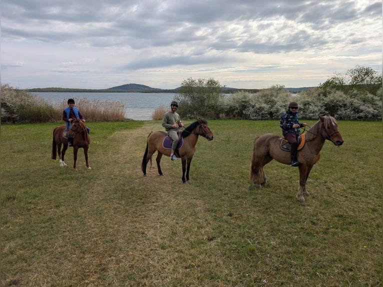 Poney Français de selle Jument 10 Ans 145 cm Bai in Avillers-Sainte-Croix