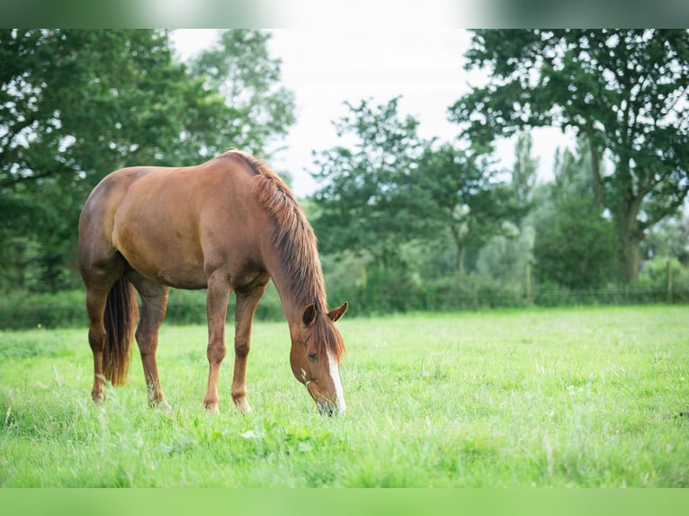 Poney Français de selle Jument 10 Ans 164 cm Alezan in Brugge