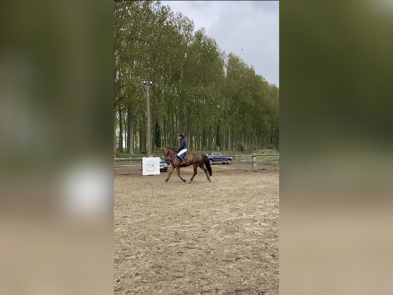 Poney Français de selle Jument 10 Ans 164 cm Alezan in Brugge