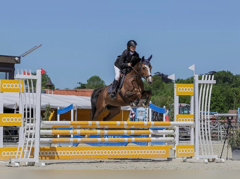 Poney Français de selle Jument 11 Ans 141 cm Bai in Hintermoos