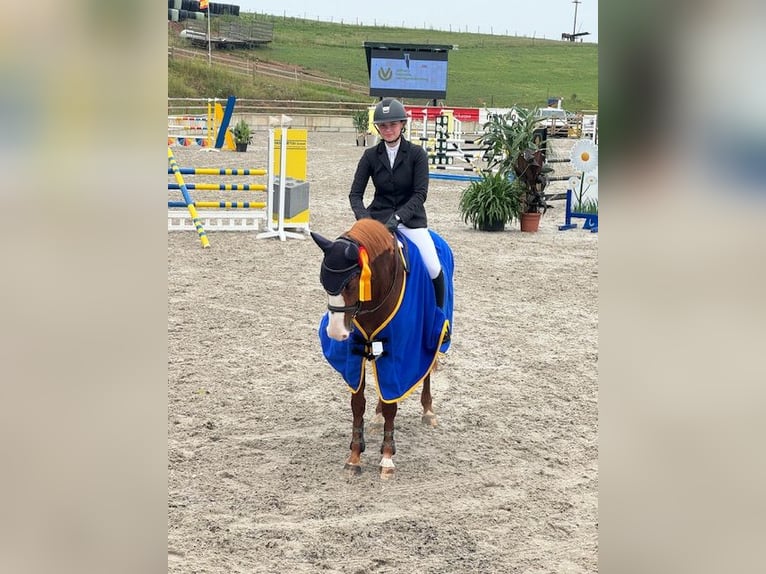 Poney Français de selle Jument 11 Ans 149 cm Alezan in Bergem