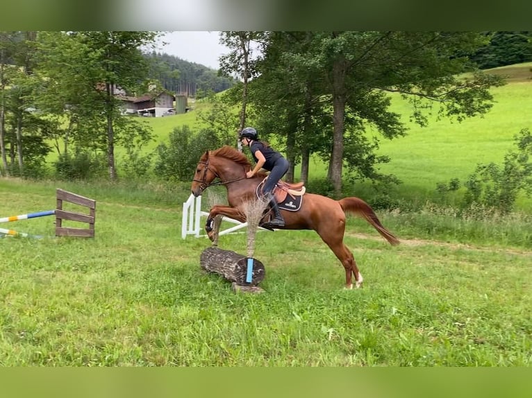 Poney Français de selle Jument 12 Ans 152 cm Alezan in Hintermoos