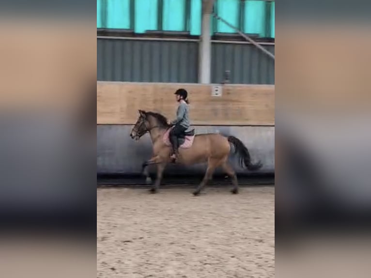 Poney Français de selle Jument 14 Ans 145 cm Bai in Avillers-Sainte-Croix