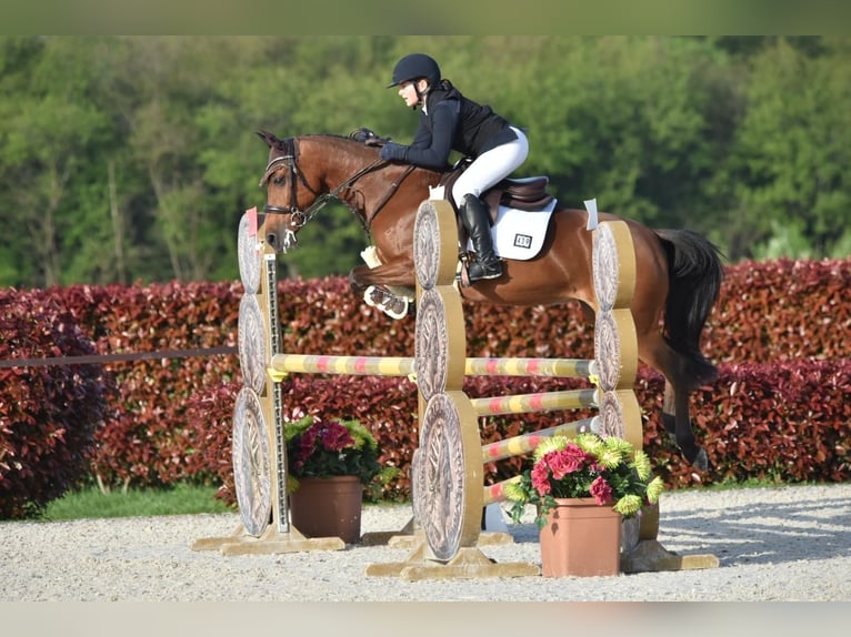Poney Français de selle Jument 15 Ans 145 cm Bai in Busto Arsizio (VA)