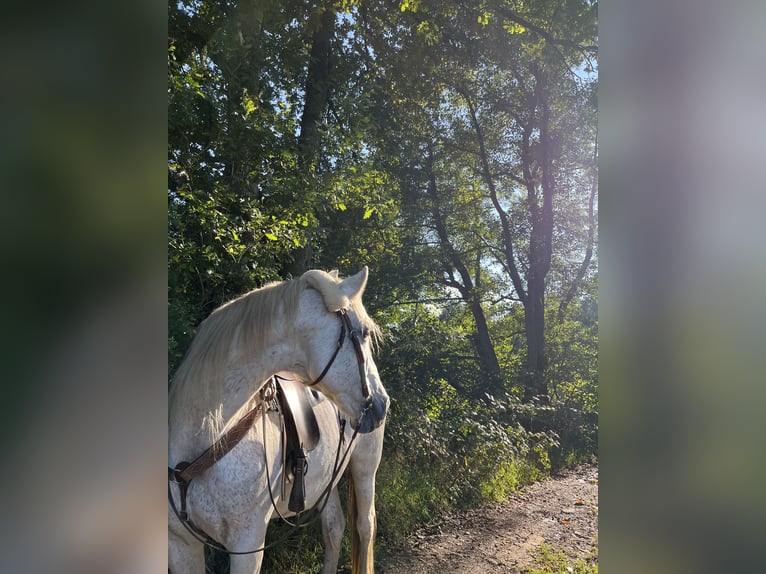 Poney Français de selle Croisé Jument 16 Ans 160 cm Gris moucheté in Wadern