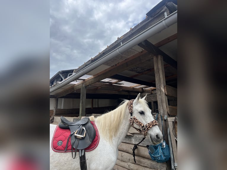 Poney Français de selle Croisé Jument 16 Ans 160 cm Gris moucheté in Wadern