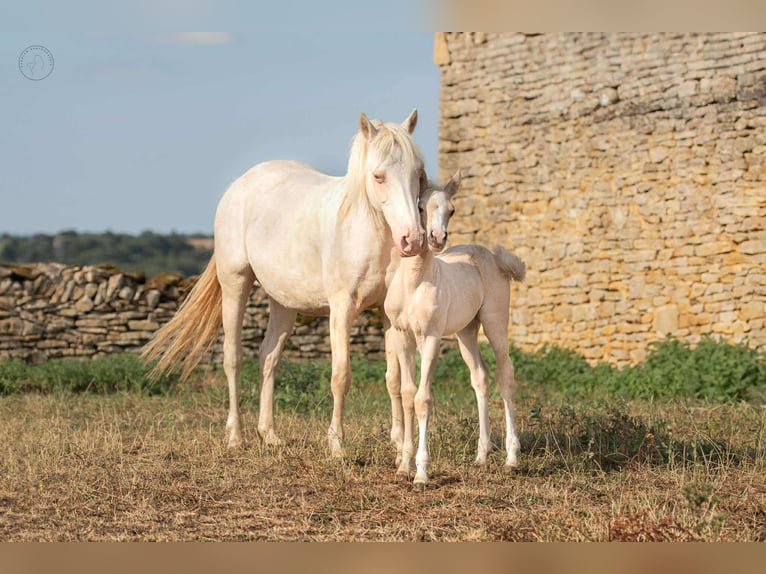 Poney Français de selle Jument 18 Ans 139 cm Cremello in Montagny-l&#xE8;s-Buxy