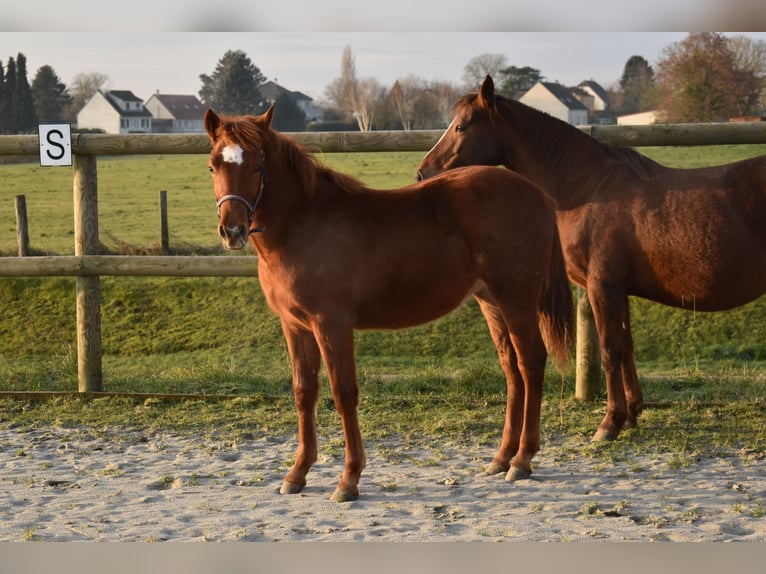 Poney Français de selle Jument 1 Année 135 cm Alezan in Quierzy