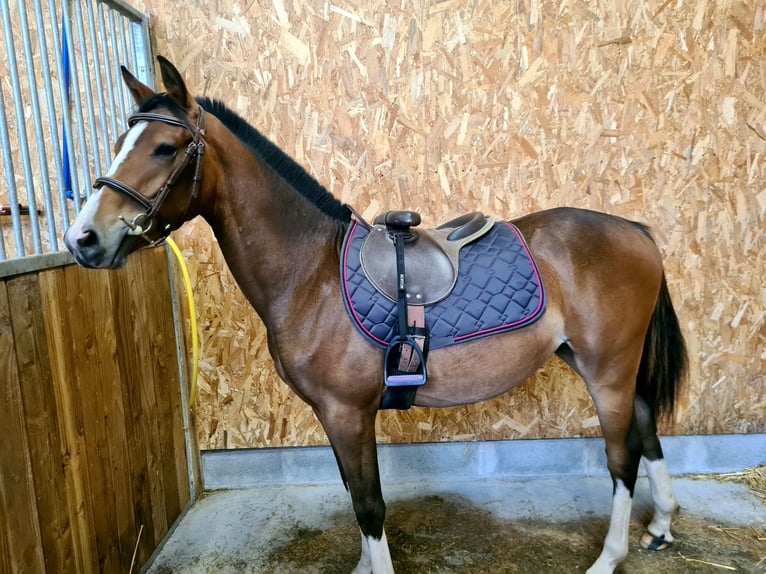 Poney Français de selle Jument 1 Année 136 cm Bai in Plouaret