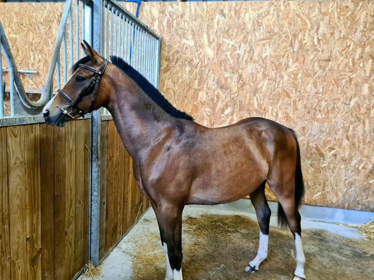 Poney Français de selle Jument 1 Année 136 cm Bai in Plouaret