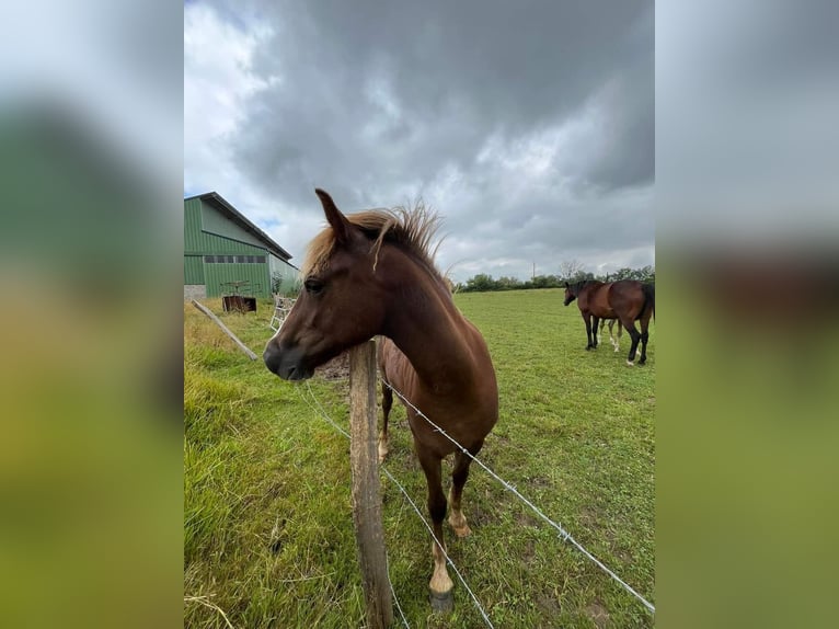 Poney Français de selle Jument 1 Année 148 cm Alezan brûlé in Chateauroux