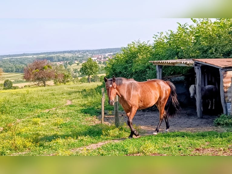 Poney Français de selle Croisé Jument 2 Ans 150 cm Bai in Digoin
