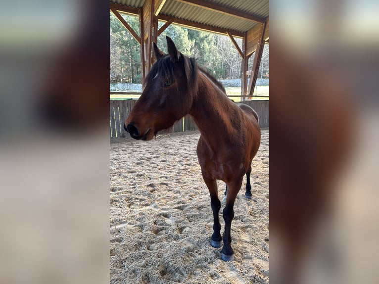 Poney Français de selle Jument 4 Ans 140 cm Bai in Feytiat