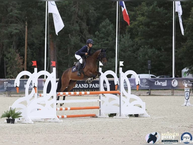 Poney Français de selle Jument 5 Ans 138 cm Bai in courtes