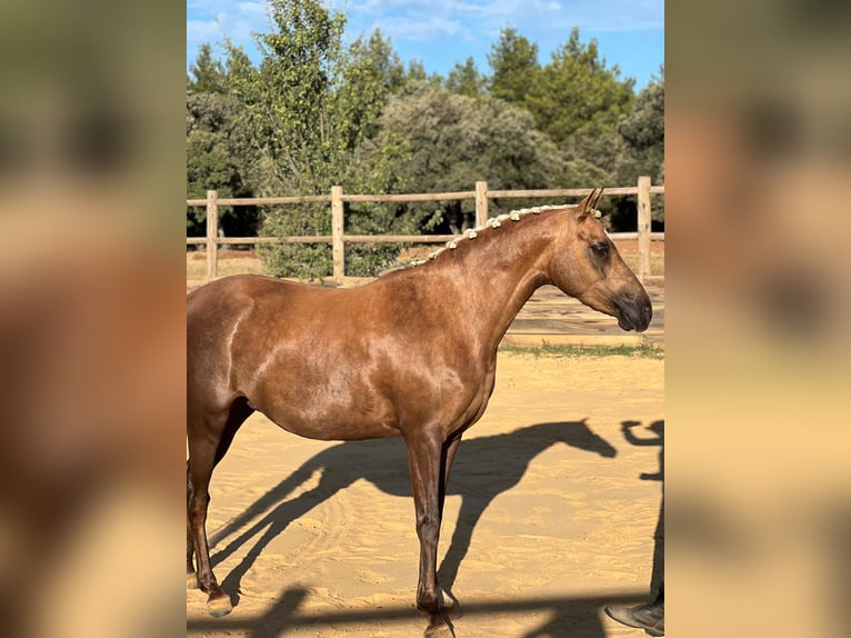Poney Français de selle Jument 5 Ans 139 cm Palomino in Poulx