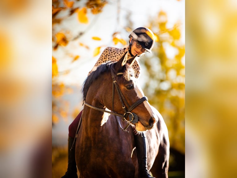 Poney Français de selle Jument 5 Ans 140 cm Bai in Courtedoux