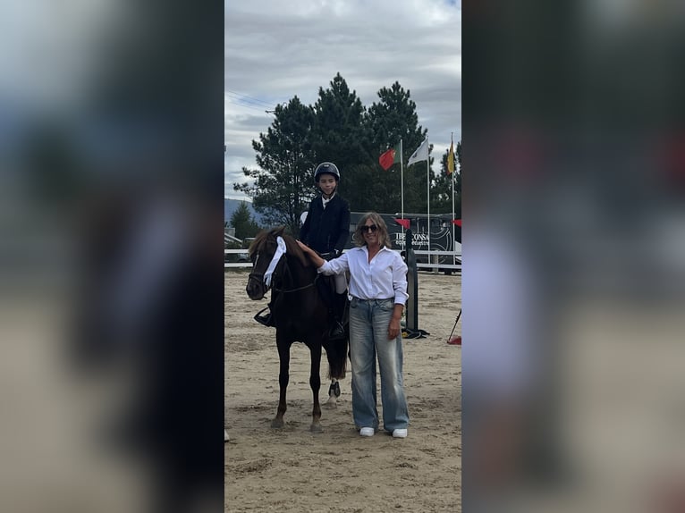 Poney Français de selle Jument 6 Ans 131 cm Alezan in Moaña