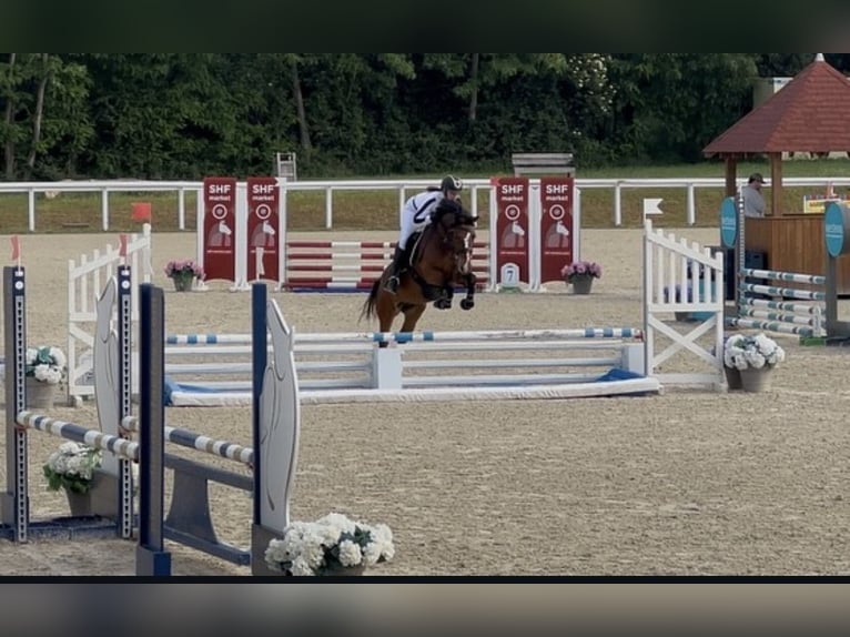 Poney Français de selle Jument 6 Ans 147 cm Bai in Le Mans