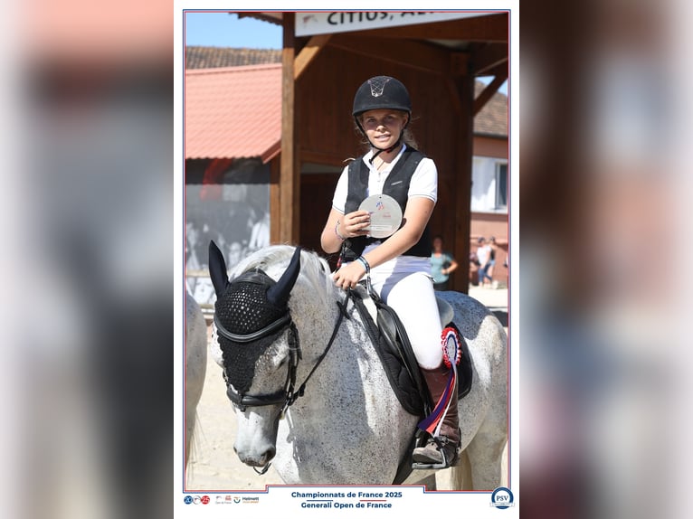Poney Français de selle Jument 7 Ans 145 cm Gris in Savigny le temple