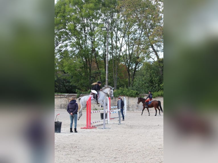 Poney Français de selle Jument 7 Ans 145 cm Gris in Savigny le temple