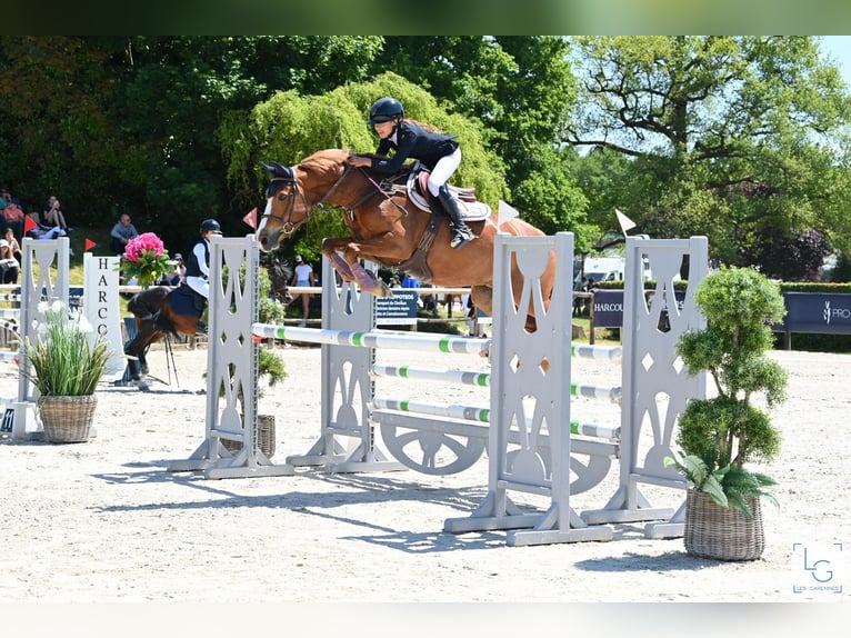 Poney Français de selle Jument 8 Ans 146 cm Alezan in seiches/loir Poney Français de selle Jument 8 Ans 146 cm Alezan in seiches/loir