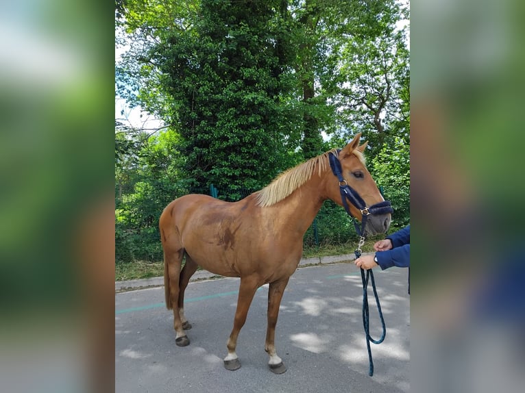 Poney Français de selle Jument 8 Ans 147 cm Alezan in Luzarches
