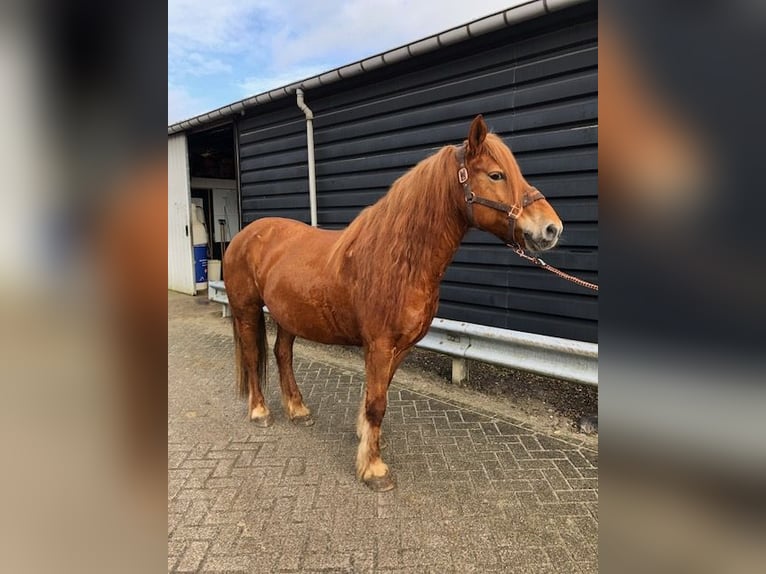 Poney Français de selle Jument 8 Ans 148 cm Alezan in Ruinerwold