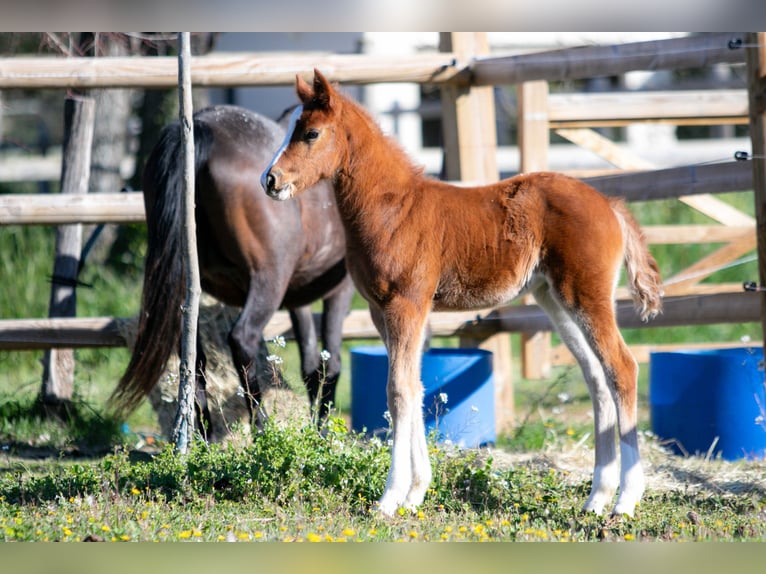Poney Français de selle Jument Poulain (01/2026)  in Nans-les-Pins