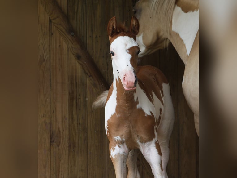 Poney Français de selle Jument Poulain (01/2024) Overo-toutes couleurs in SOULEUVRE EN BOCAGE