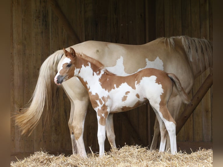 Poney Français de selle Jument Poulain (01/2024) Overo-toutes couleurs in SOULEUVRE EN BOCAGE