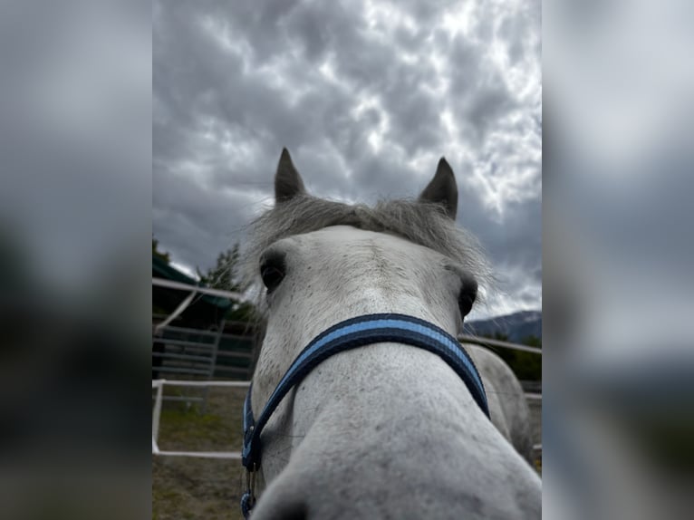 Poney Galiceno Jument 9 Ans 140 cm Gris in Reutte