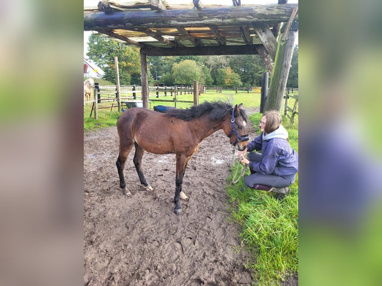 Poney Hackney Étalon 1 Année 135 cm Bai in Haren