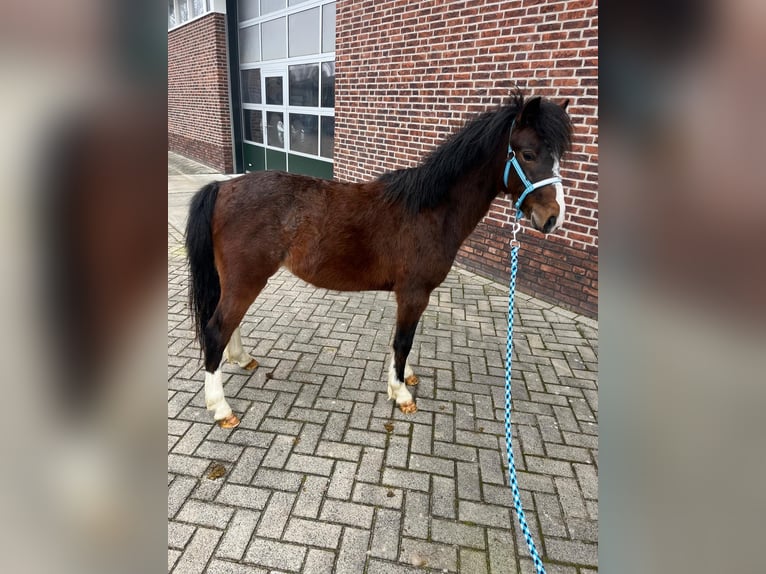Poney Hackney Étalon 2 Ans 120 cm Bai in Zutphen