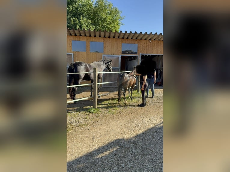 Poney Hackney Hongre 15 Ans 127 cm Bai in Siegenburg