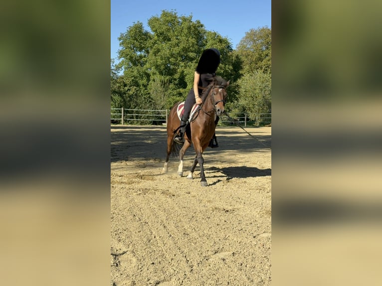 Poney Hackney Hongre 15 Ans 127 cm Bai in Siegenburg