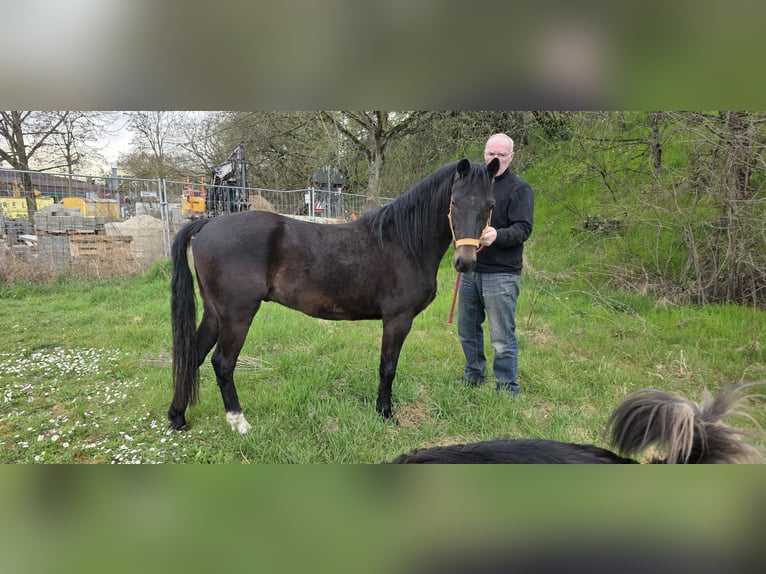 Poney Hackney Hongre 5 Ans 133 cm Bai brun foncé in Lorsch