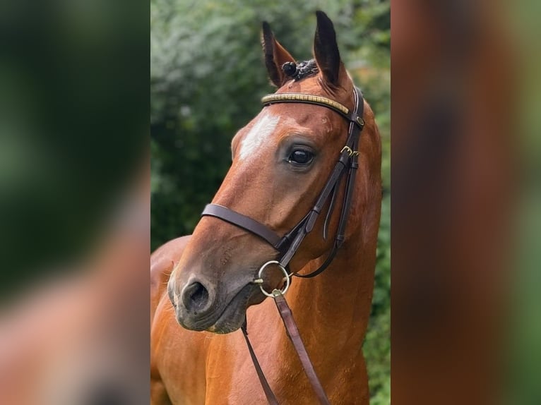 Poney Hackney Hongre 7 Ans 143 cm Bai in Senovo