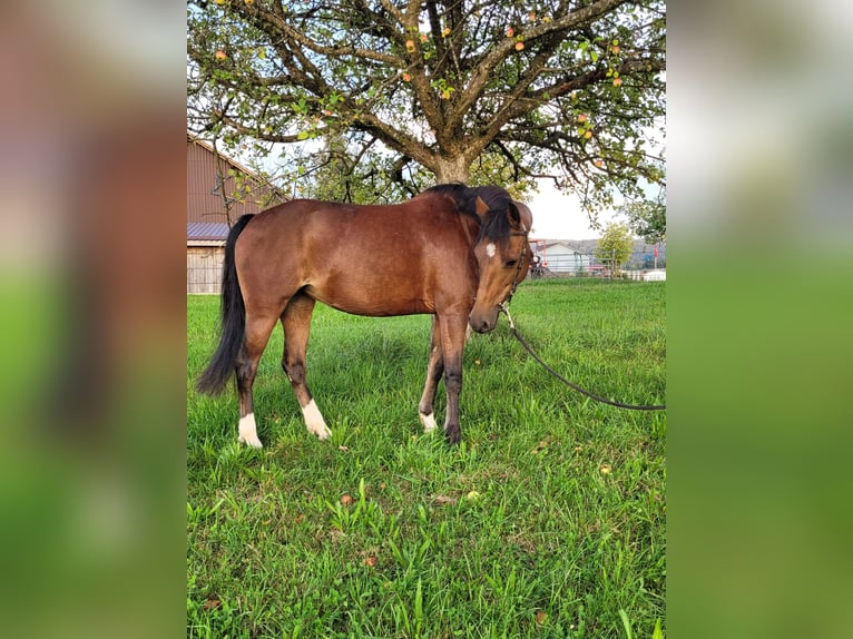 Poney Hackney Jument 10 Ans 133 cm Bai in Hittnau