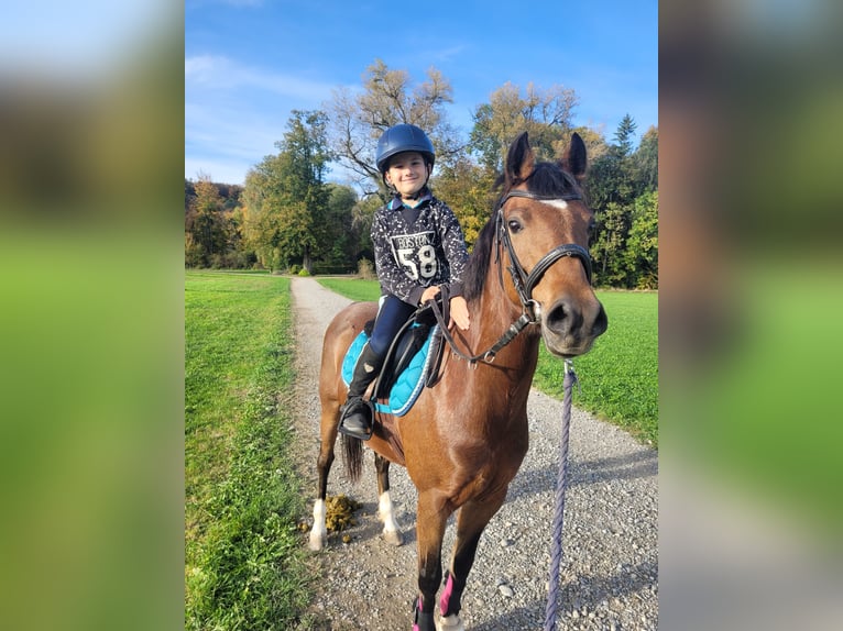 Poney Hackney Jument 10 Ans 133 cm Bai in Hittnau