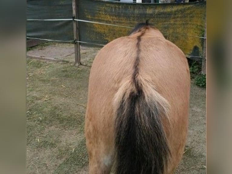 Poney Highland Étalon 1 Année 146 cm Isabelle in Calden