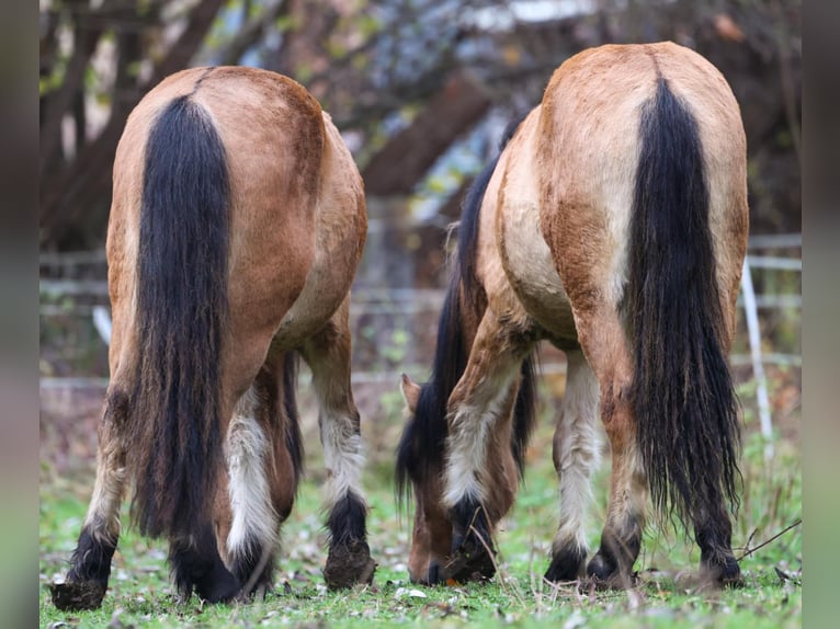 Poney Highland Étalon 1 Année 146 cm Isabelle in Calden