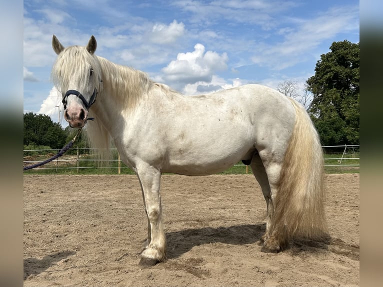 Poney Highland Hongre 15 Ans Gris in Lautertal