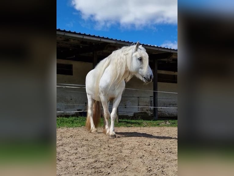Poney Highland Hongre 15 Ans Gris in Lautertal