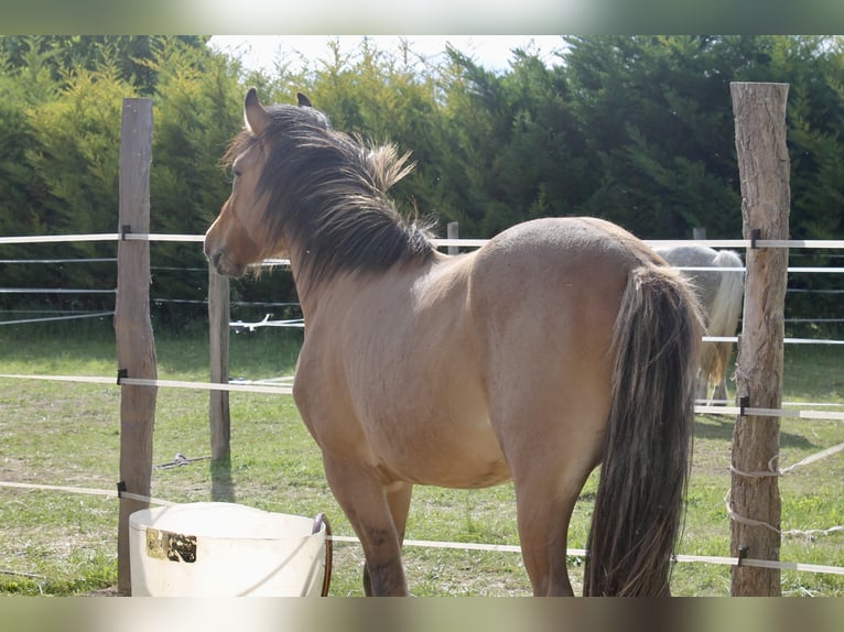 Poney Highland Croisé Hongre 2 Ans 145 cm Gris (bai-dun) in Saint oulph