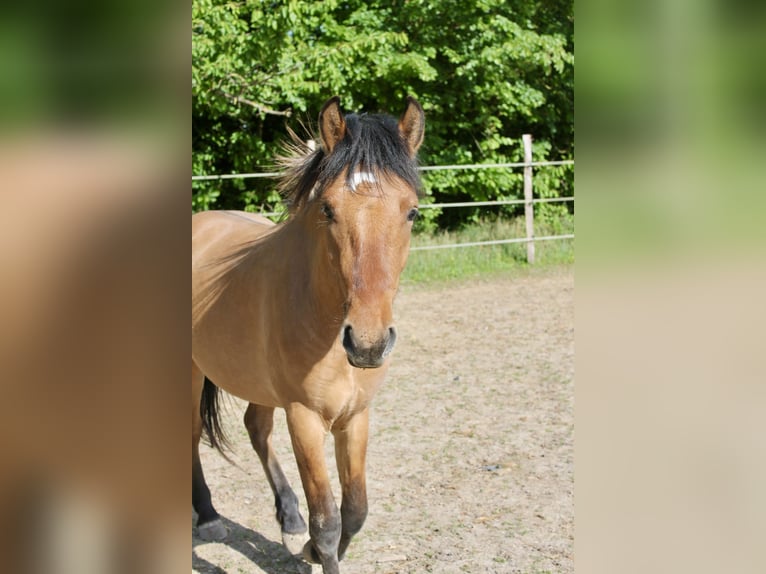 Poney Highland Croisé Hongre 2 Ans 145 cm Gris (bai-dun) in Saint oulph