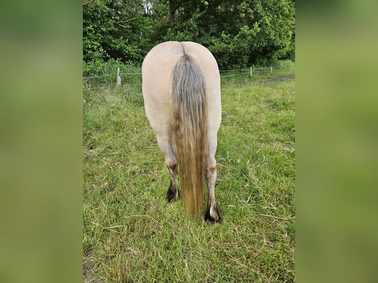 Poney Highland Hongre 4 Ans 150 cm Isabelle in Wedemark