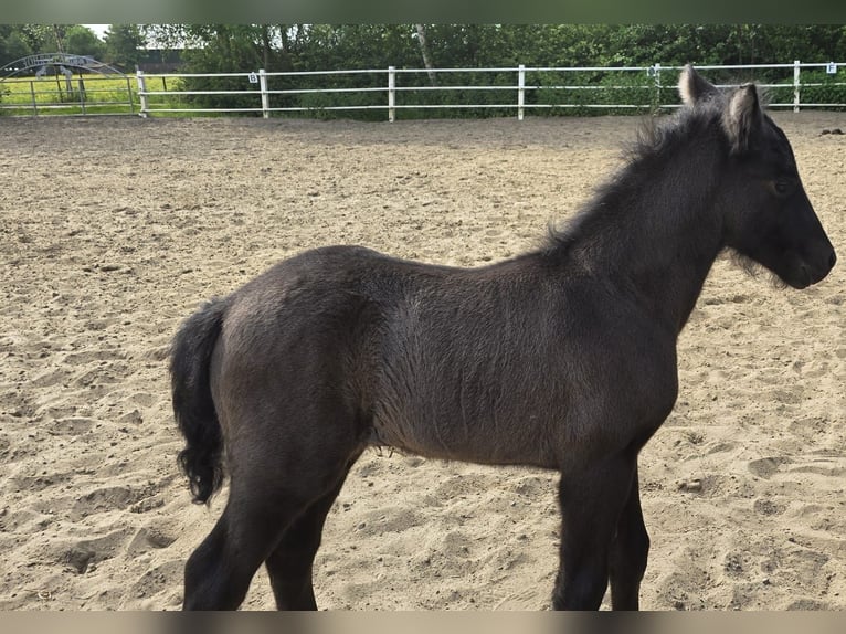 Poney Highland Jument 1 Année 120 cm Peut devenir gris in Flethsee